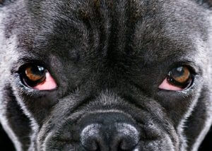 symptômes du glaucome chez les chiens