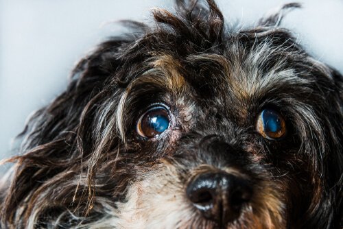 Glaucome chez les chiens : symptômes et traitements