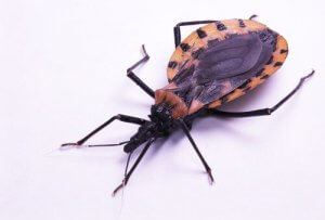 la maladie de Chagas est transmise par les insectes