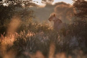 les lions de Namibie