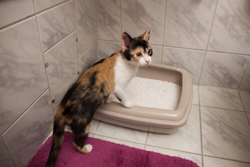 Comment fabriquer une litière maison pour chats ?