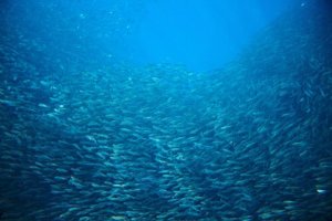 migrations des sardines