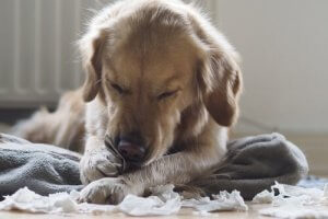 4 conseils pour que votre chien ne morde pas les meubles