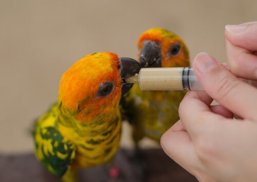 nourrir un oiseau affaibli ou blessé avec de la bouillie au moyen d'une seringue