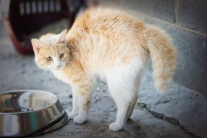 Phobies chez le chat : quelles en sont les causes et comment les faire disparaître ?
