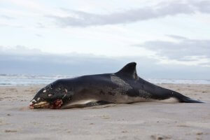 Pourquoi les cadavres de baleines explosent-ils ?