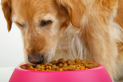 Découvrez nos deux recettes de boulettes qui raviront votre chien !