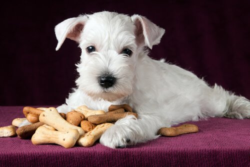 Snacks sains pour votre chien
