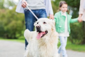 10 choses que votre chien fait pour vous