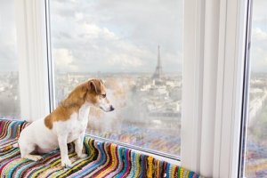 Les 9 meilleures destinations pour voyager avec votre chien