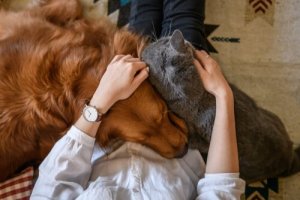 4 façons de démontrer son amour à un animal de compagnie