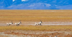 antilope du Tibet