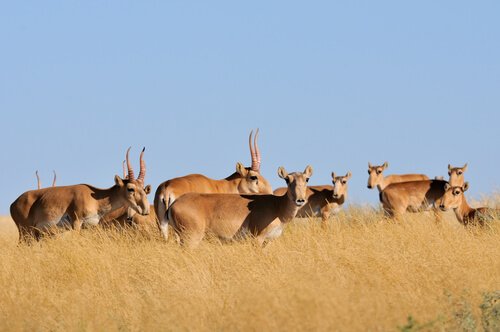 L’antilope saïga, une espèce à la vie difficile