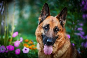 Une recherche pour prolonger la vie des chiens
