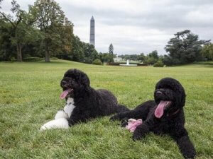 Bo et Sunny, les chiens d'Obama