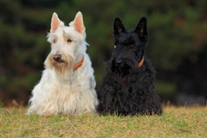 Découvrez 4 races de chiens écossais