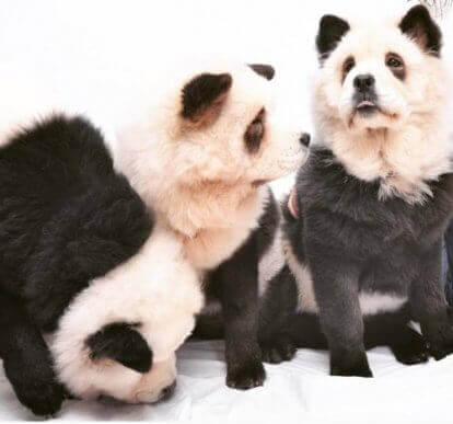 Chow-chow panda : est-ce un chien ou un panda ?