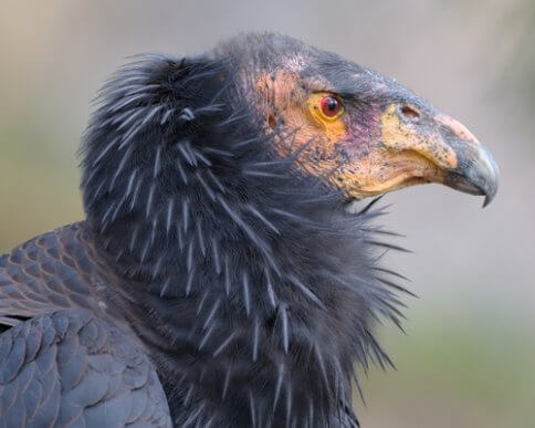 Condor de Californie : son rôle en tant que nettoyeur de la nature