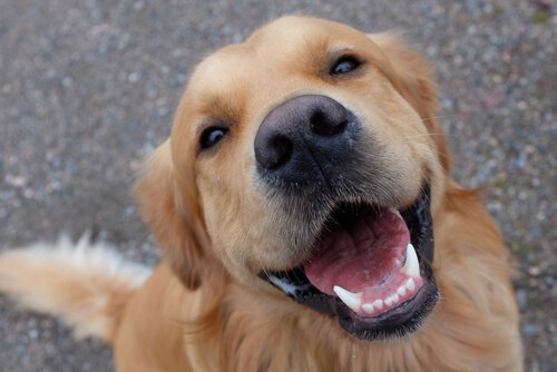 L’importance des dents chez les chiens