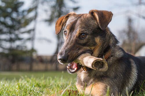 les os pour chiens qui sont cuits se brisent et il peut y avoir des accidents