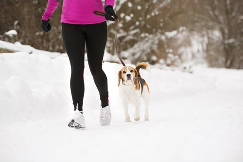 Effet Lassie : comment votre chien peut vous aider à rester en forme