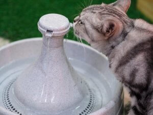 Comment fonctionne la fontaine d'eau pour chat ?