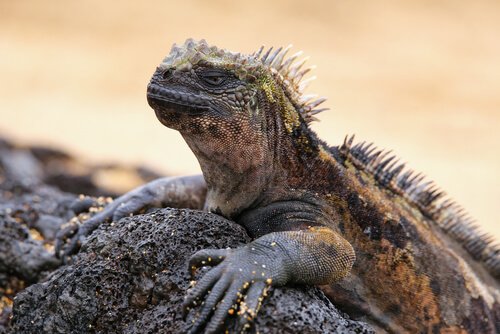 L'iguane marin des îles Galapagos
