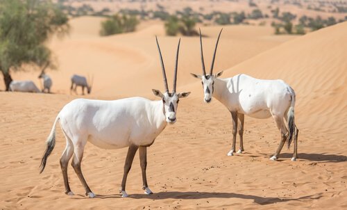 Des Oryx d'Arabie dans leur habitat naturel