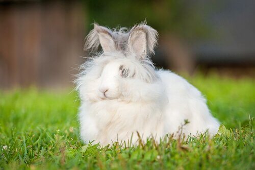 Un lapin nain angora dans l'herbe