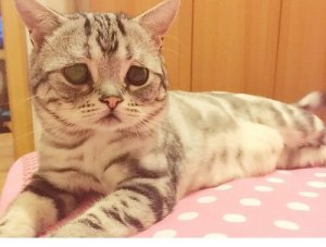 Nous vous présentons Luhu, le chat au visage triste