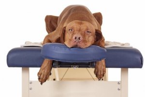 En quoi consiste l'ostéopathie canine et quels sont ses avantages ?