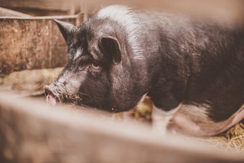 Le cochon vietnamien est une espèce invasive