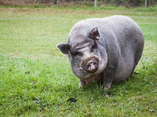 Le cochon vietnamien est déclaré espèce invasive
