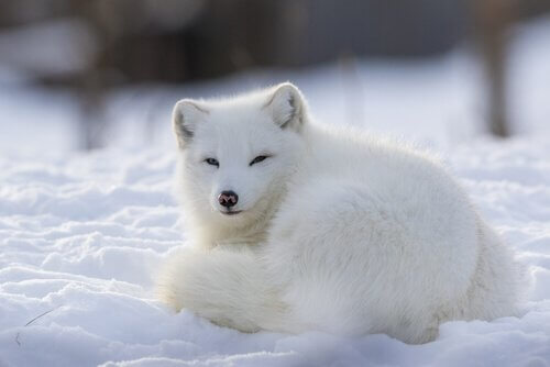 Le renard arctique : un animal sociable et territorial