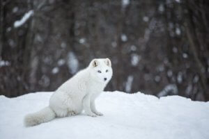 renard arctique assis dans la neige