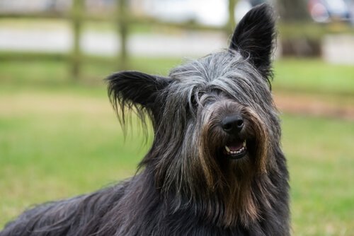 le skye terrier est l'une des races de chiens écossais