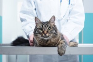 Techniques chiropratiques les plus courantes chez un chat