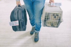 voyage en avion avec son chien