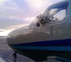 Wings of Rescue : ces pilotes volontaires qui sauvent la vie des chiens les plus défavorisés