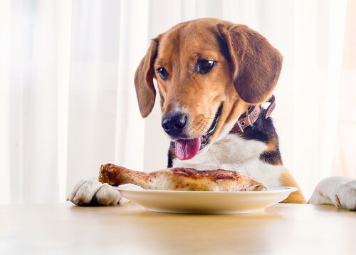 8 aliments dangereux pour votre chien à Noël