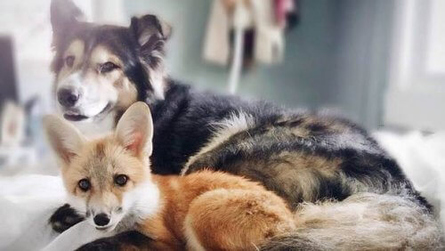 Un chien et un renard : un de nos couples d'amis inséparables !