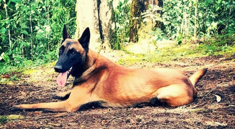 Bones, le chien qui cherche les personnes disparues en Colombie