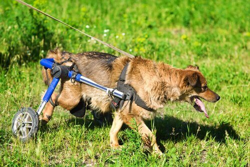 Découvrez la vie des chiens en fauteuils roulants