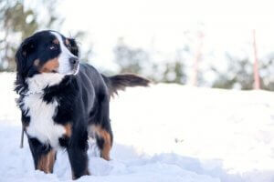Un chien debout dans la neige