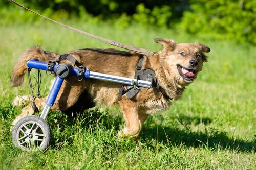 Il existe des fauteuils roulants pour chiens handicapés