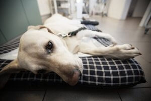 La chimiothérapie peut entraîner de la fatigue chez les animaux qui la subissent