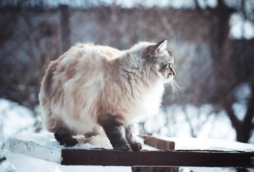 Photos de chiens et de chats qui adorent l’hiver