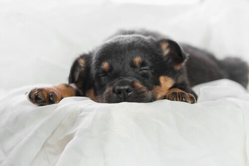 Pourquoi se reposer et bien dormir est-il important pour les animaux domestiques ?