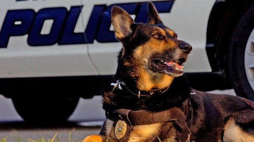 Un chien de détection d'explosifs allongé devant une voiture de police
