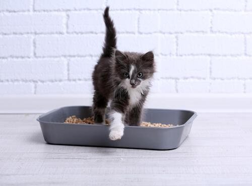 Que faire si un chat fait ses besoins hors de la litière ?